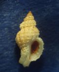 Ocinebrina&nbsp;nicolai